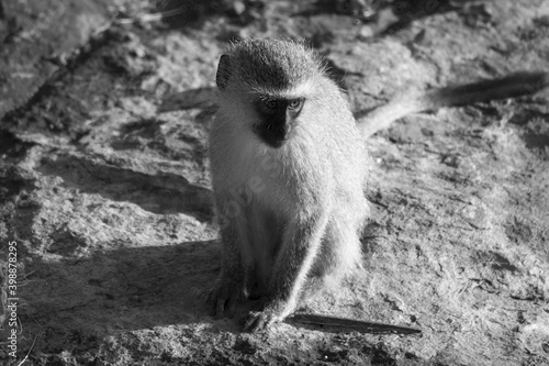 Baboon, black and white, naughty looking around for something to steal