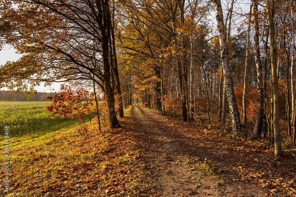 Obraz premium Autumn colors in the Upper Lusatian heather and pond landscape 1