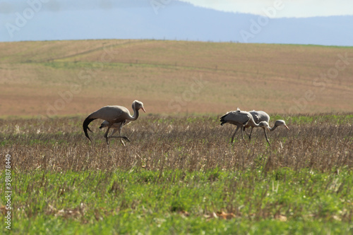 Blue Crane family looking for food in the field.