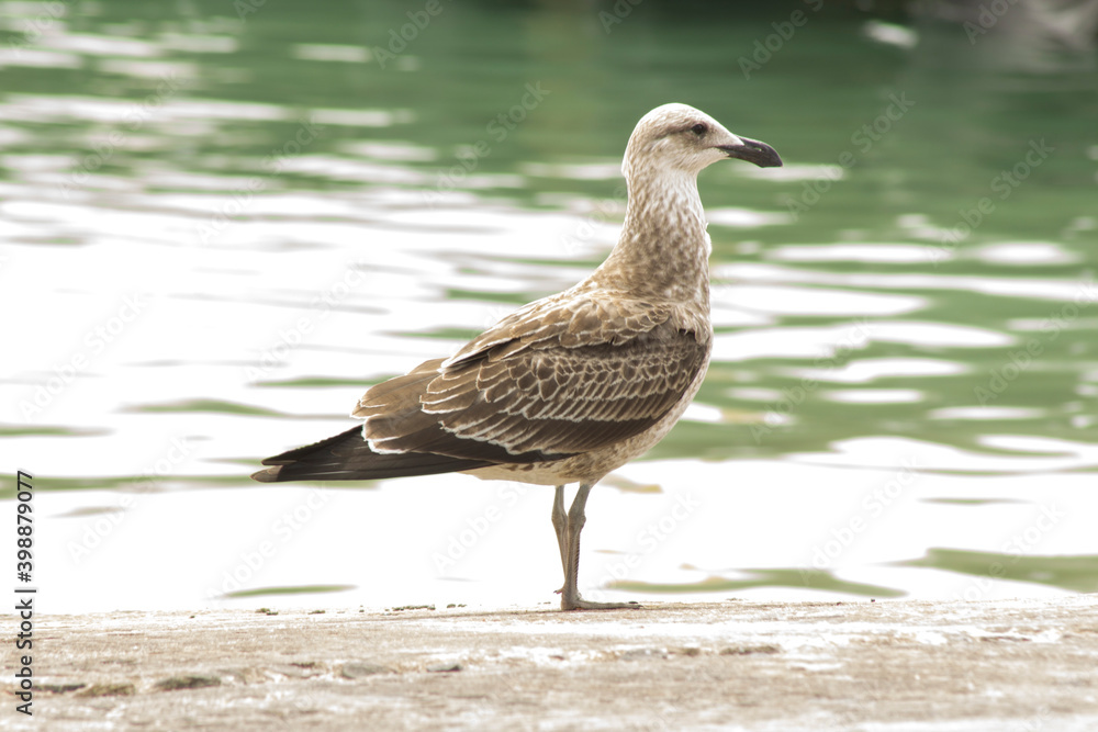 Kelp, seabird, on the jetty in the Struisbaai harbour, South Africa