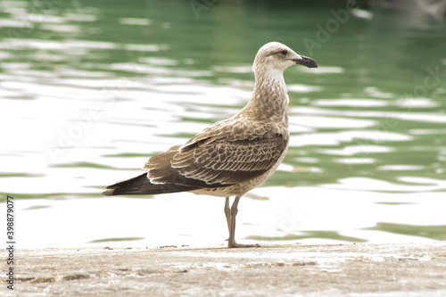Kelp, seabird, on the jetty in the Struisbaai harbour, South Africa