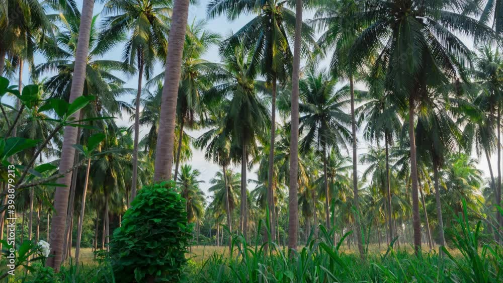 palm trees in the wind, timelapse of coconut fram in morning light shine through leaves reflect on the truck of the tree and ground in lush rainforest in island. 4k nature landscape background screen. palm trees in the wind, timelapse of coconut fram in morning light shine through leaves reflect on the truck of the tree and ground in lush rainforest in island. 4k nature landscape background screen.