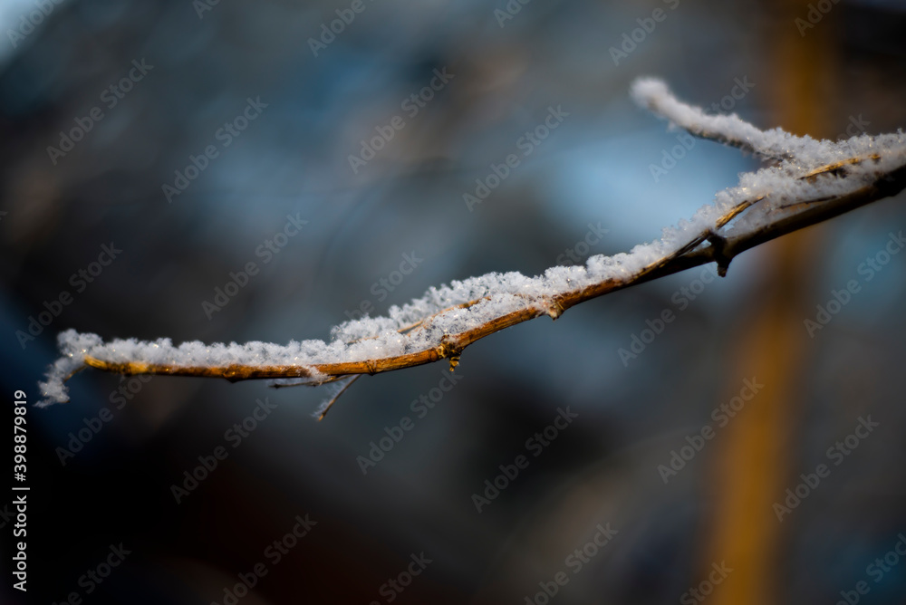  A tree branch with snow on a dark blue background. Snowflakes close up. Rime.