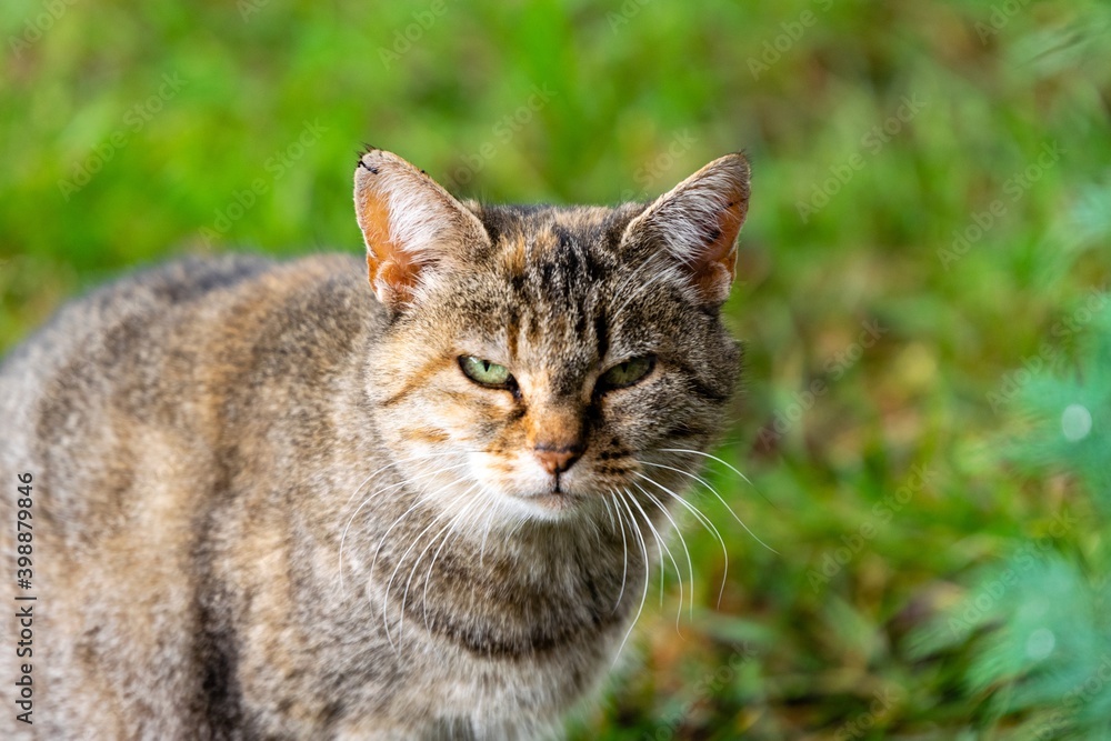 pet animal: portrait of alley cat Stock Photo | Adobe Stock