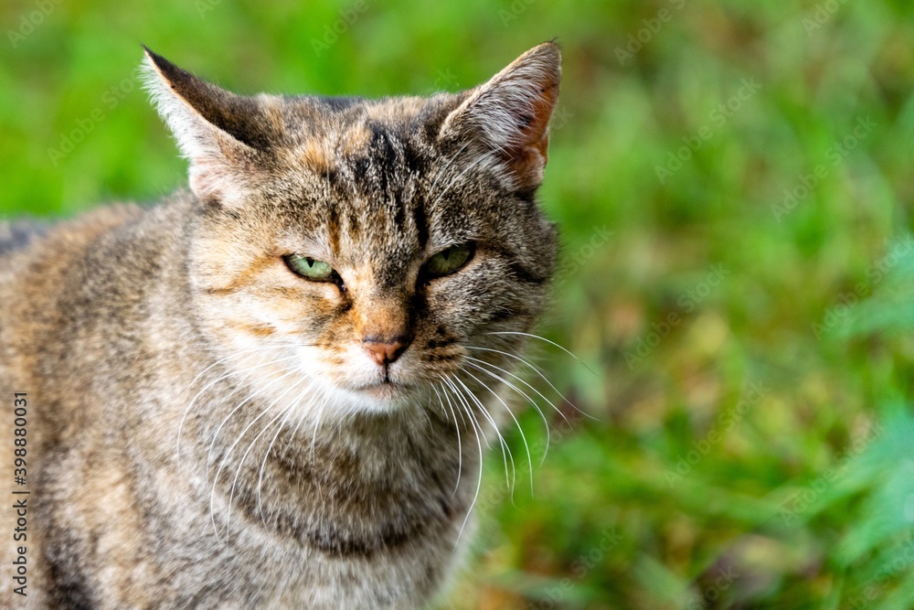 pet animal: portrait of alley cat pet animal: portrait of alley cat