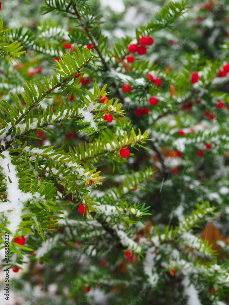 Green yew plant with red balls covered with snow. Green yew plant with red balls covered with snow.