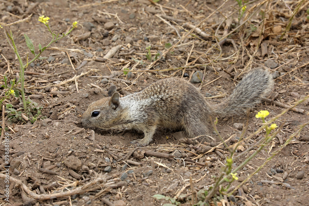 Grauhörnchen (Eichhörnchen, Hörnchen) in den USA