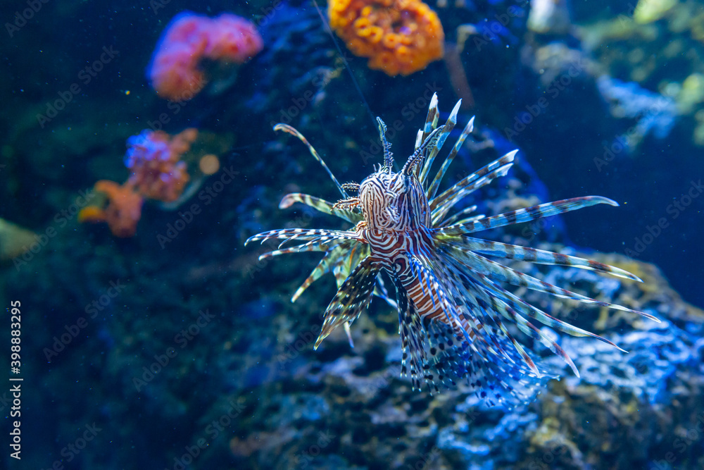 癒しの水族館 癒しの水族館