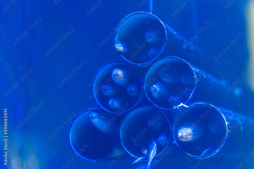 癒しの水族館 癒しの水族館