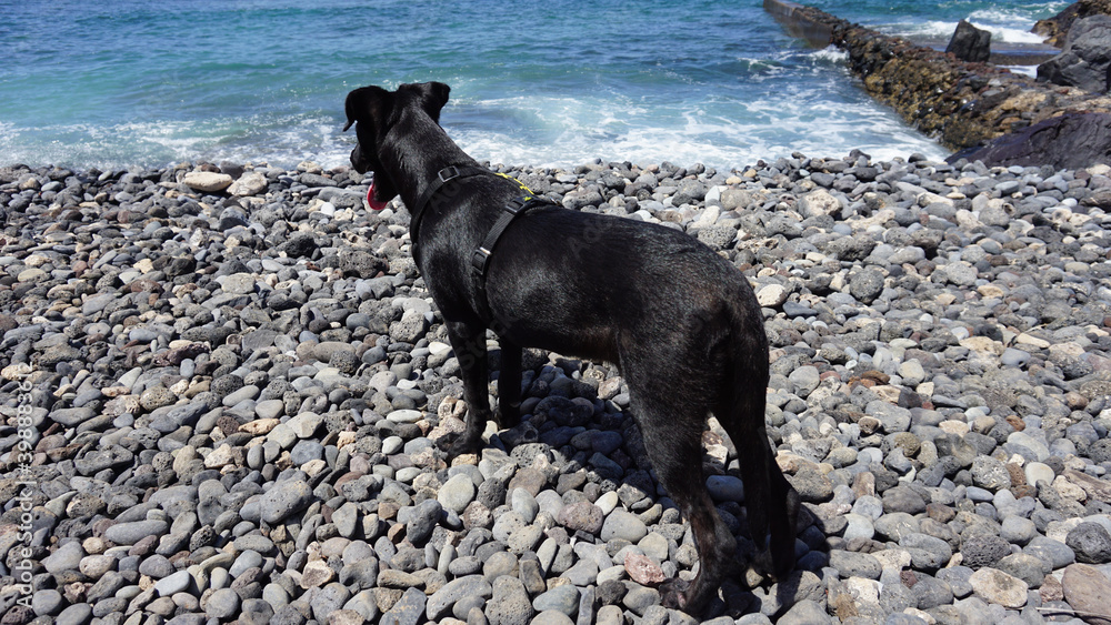 Black labrador dog on a seashore looking at the ocean in Playa de Las Americas, Tenerife, Canary Islands, Spain Black labrador dog on a seashore looking at the ocean in Playa de Las Americas, Tenerife, Canary Islands, Spain