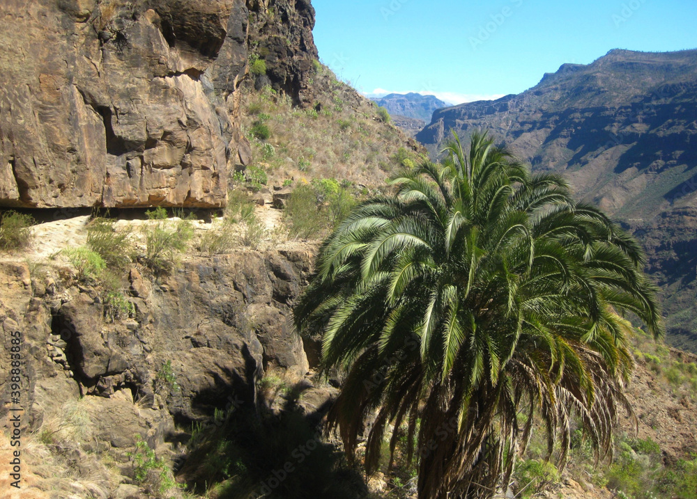 Exposed path during trip in mountains around Montana de Tauro in Gran Canaria, Canary Islands, Spain. View with huge palm. Exposed path during trip in mountains around Montana de Tauro in Gran Canaria, Canary Islands, Spain. View with huge palm.