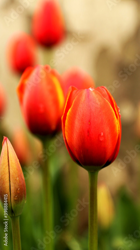 red tulips in the garden