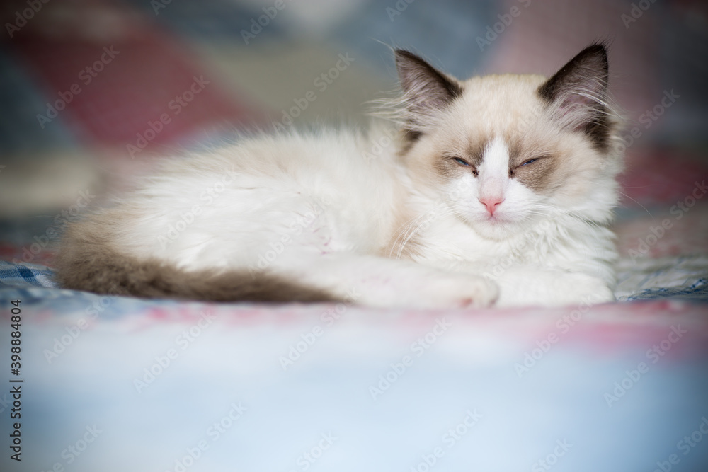 Obraz premium two month old Ragdoll kitten at home