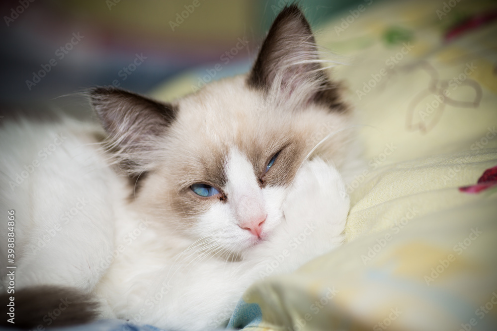 two month old Ragdoll kitten at home