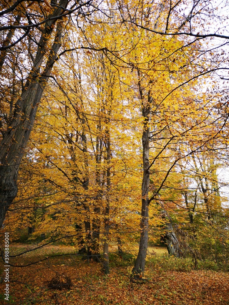 Schöckl Steirmark im Herbst - der Hausberg von Graz
