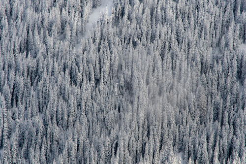 Winterwald im Schnee