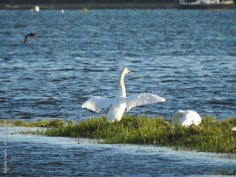 Swans on the lagoon