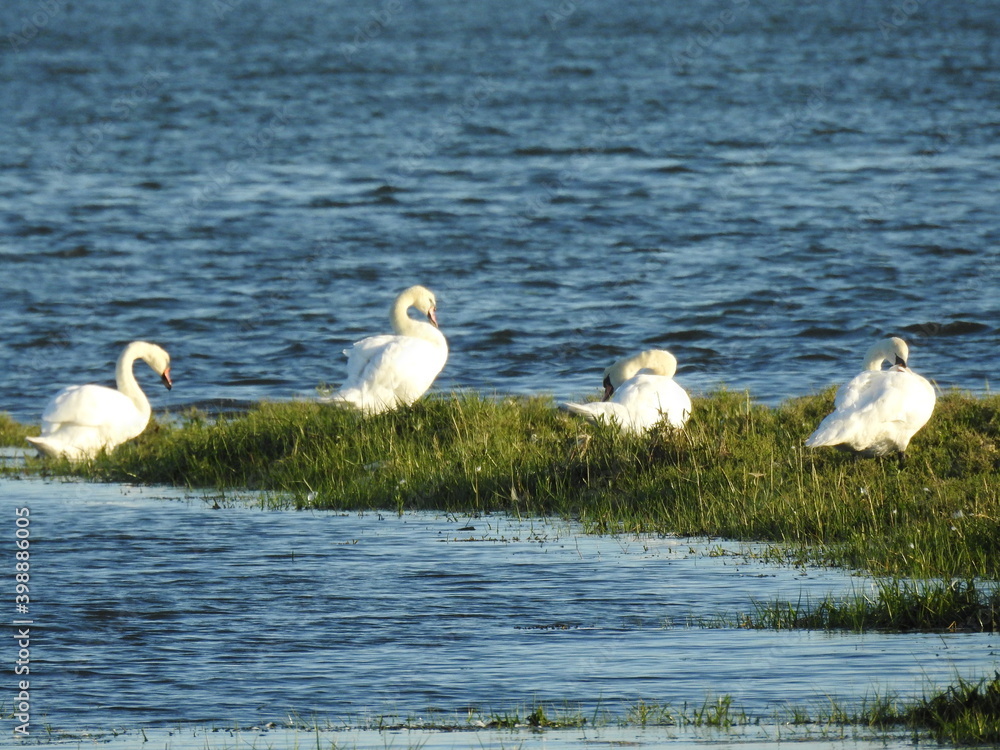 Swans on the lagoon Swans on the lagoon