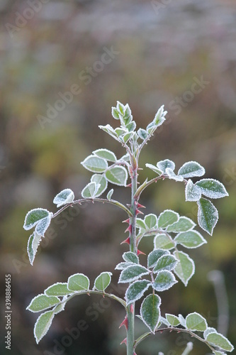 frosted rose leafs