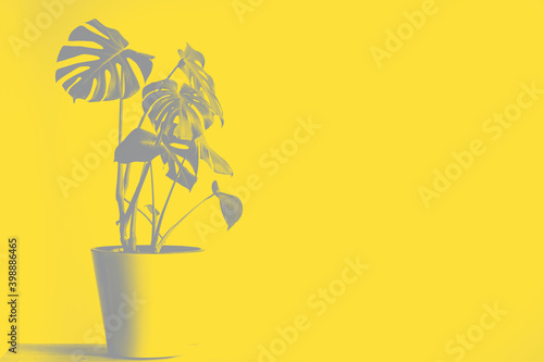 Monstera deliciosa or Swiss cheese plant in a flower pot stands on a table on a yellow background. Illuminating Yellow and Ultimate Gray. Color of the Year 2021. Empty white wall and copy space.