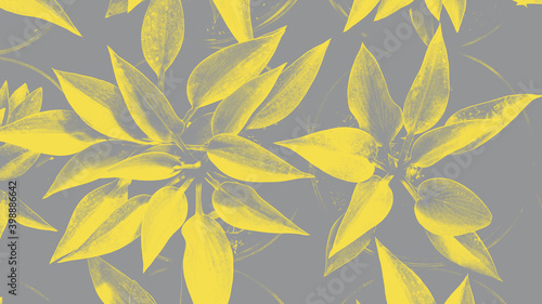 Hosta leaves pattern in trendy 2021 new colors. Illuminating Yellow and Ultimate Gray. Color of the Year 2021. Summer plants wallpaper