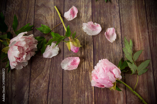 beautiful blooming peonies with petals on a wooden table