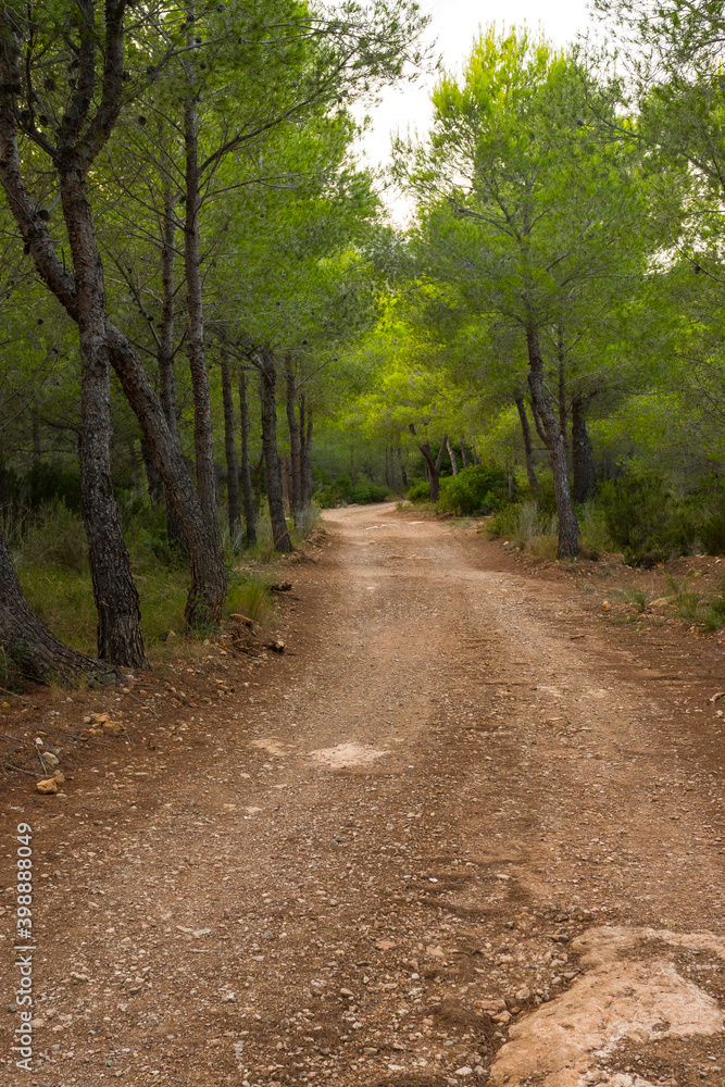 Beautiful path through the forest. Accessible by car, bike, for a hike, a trail. Peaceful environment. Vertical shot. Beautiful path through the forest. Accessible by car, bike, for a hike, a trail. Peaceful environment. Vertical shot.