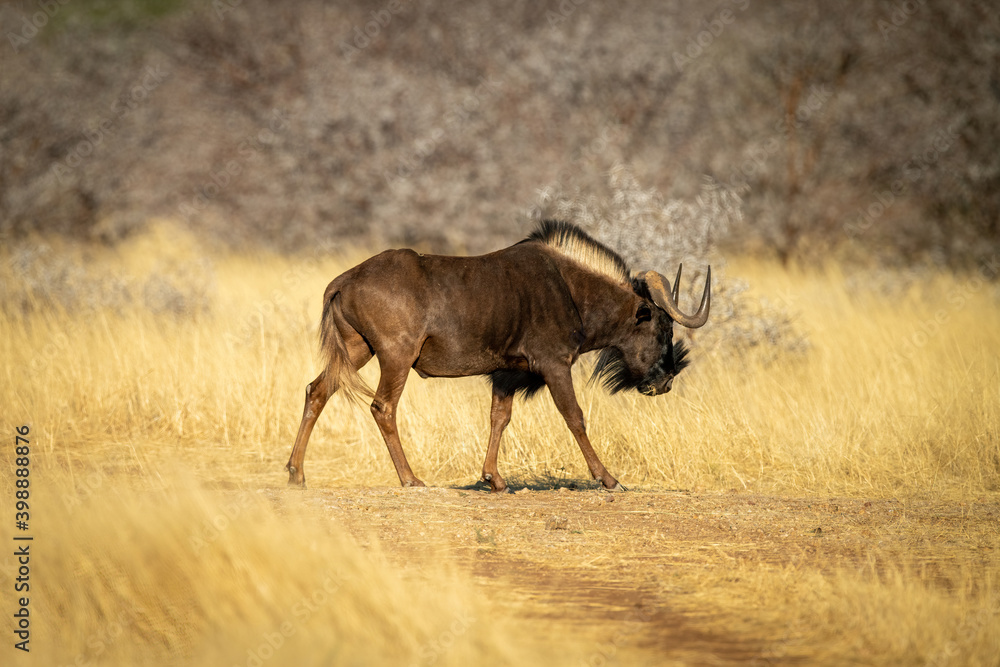 Black wildebeest walks across track in profile Black wildebeest walks across track in profile