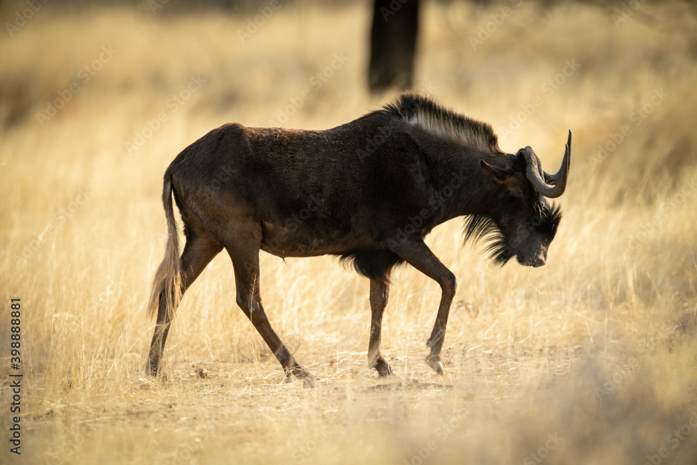 Black wildebeest walks across savannah past tree Black wildebeest walks across savannah past tree