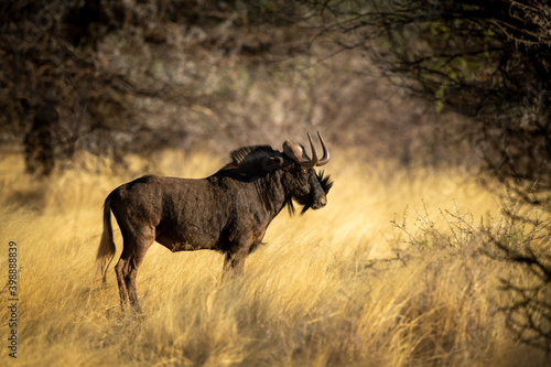 Black wildebeest stands under trees in profile