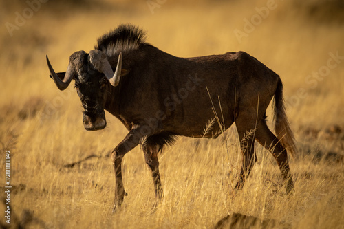 Vászonkép Black wildebeest walks across grass turning head