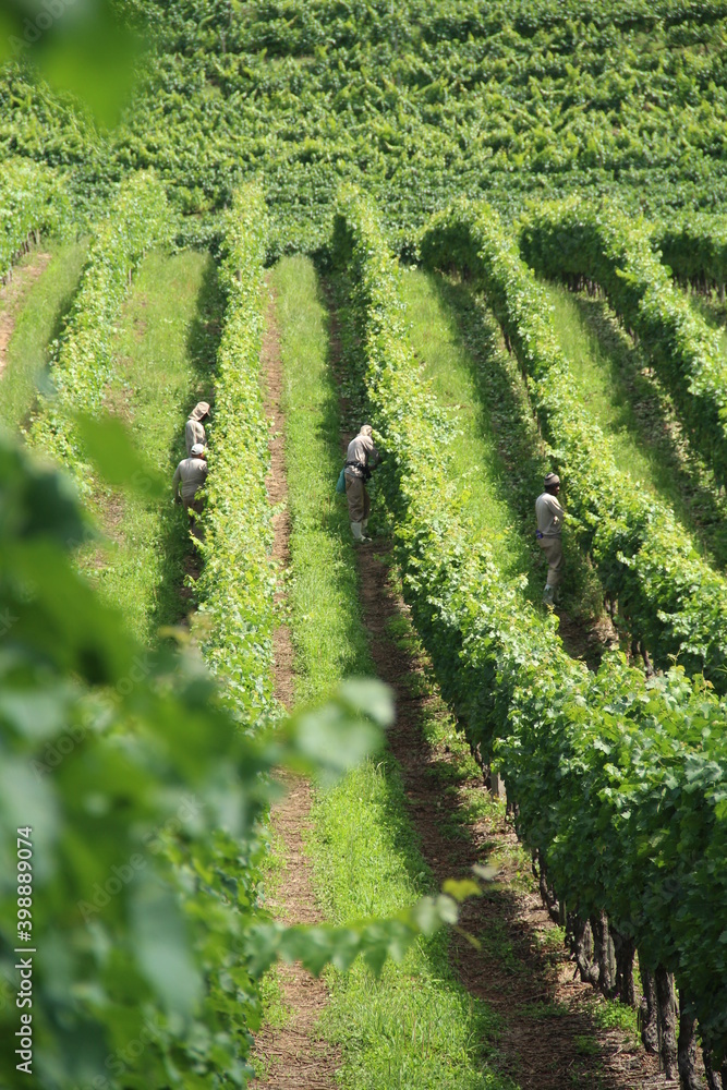 Obraz premium vineyards in the Vale dos Vinhedos