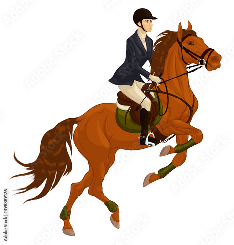 Performance at show jumping competitions. Bay horse reared and bent its front legs. Rider dressed in jacket and breeches sits on a stallion equipped with sport tack. Vector clip art for equitation.