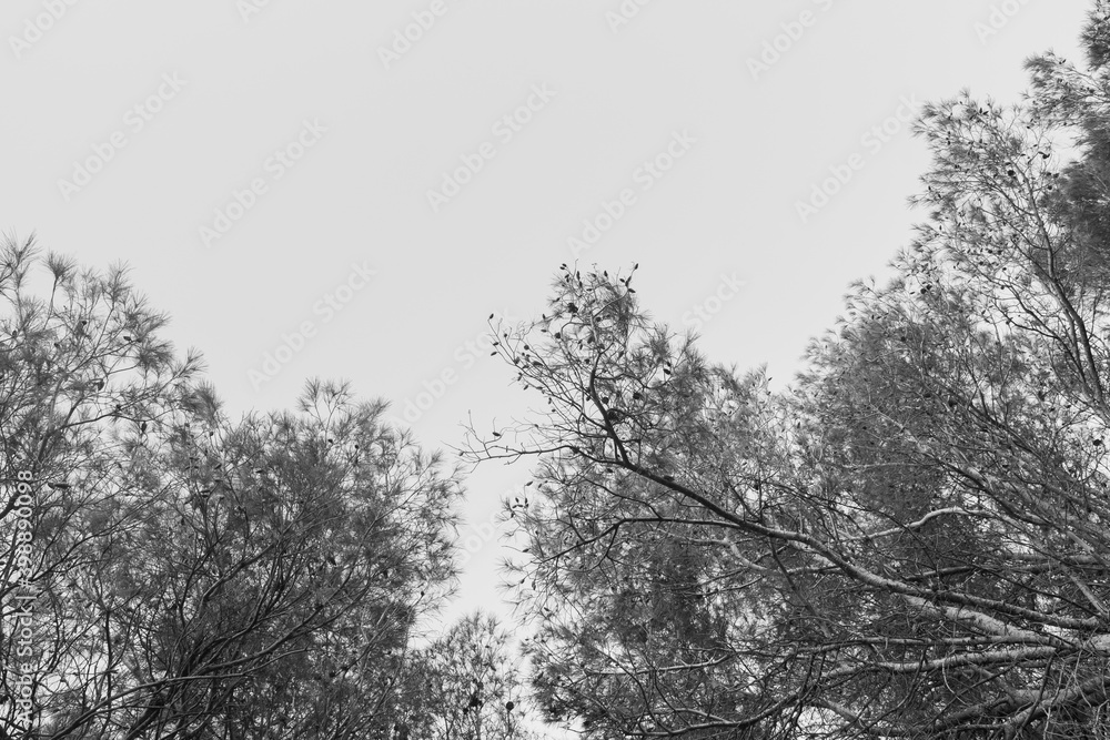 Beautiful cinematic black and white photography of a pine tree during the fall or winter season. Peaceful atmosphere with sun rays passing through branches. Looking up shot. Beautiful cinematic black and white photography of a pine tree during the fall or winter season. Peaceful atmosphere with sun rays passing through branches. Looking up shot.