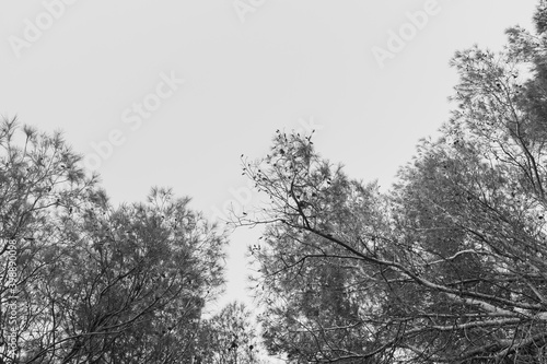 Beautiful cinematic black and white photography of a pine tree during the fall or winter season. Peaceful atmosphere with sun rays passing through branches. Looking up shot.