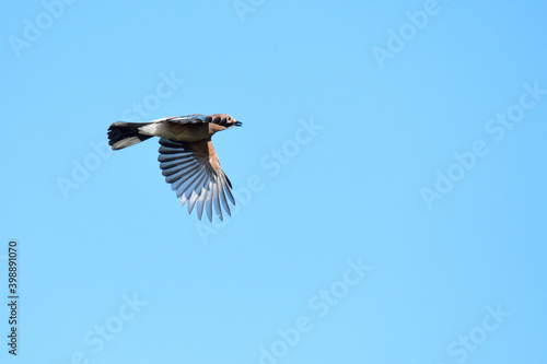 Eichelhäher im Flug im Herbst 