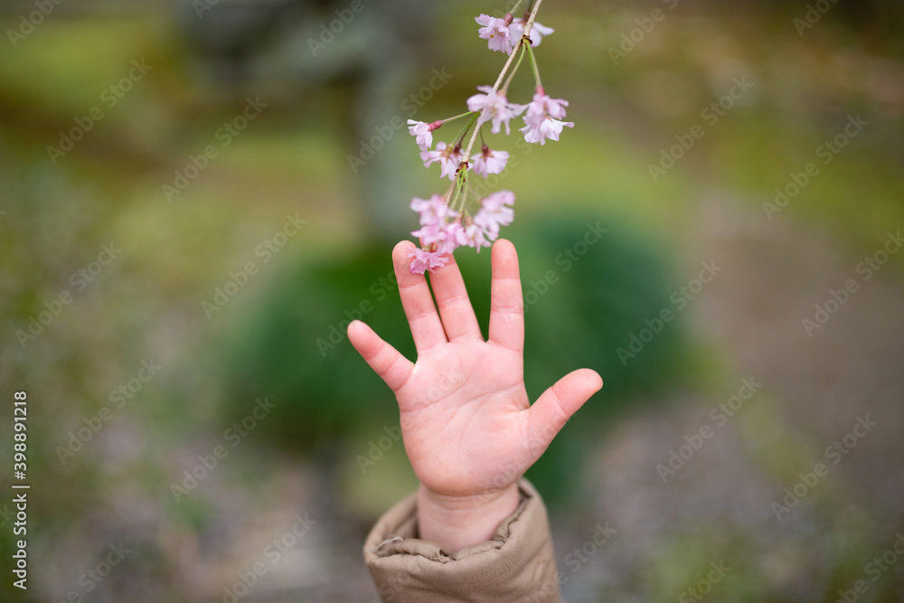 花に触ろうとする子供の手
