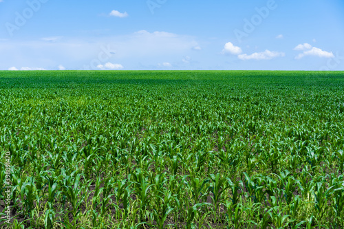 Green corn field stretching beyond the horizon