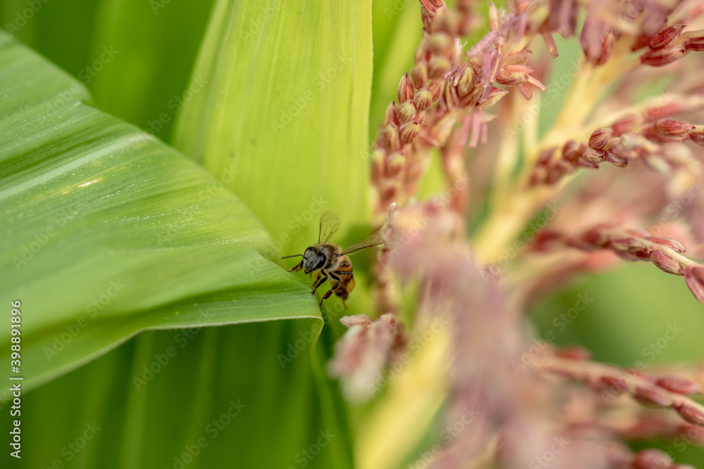 Bee flying with beautiful flowers Bee flying with beautiful flowers