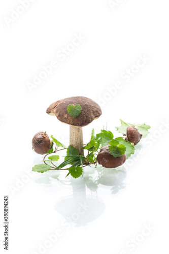 Uncultivated organic forest mushrooms on white background