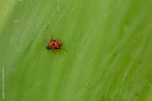 ladybug close-up 