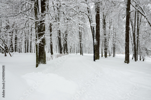 Serene winter landscape with snow covered trees in the park during heavy snowfall.  © valeriy boyarskiy