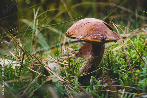Fotografía Pilz im Wald