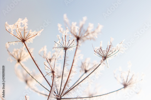 Frozen flower close up in bright sky Nature seasonal details