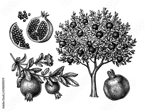 Pomegranate tree Ink sketch.
