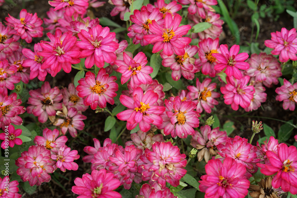 Red starburst flowers in the garden Red starburst flowers in the garden