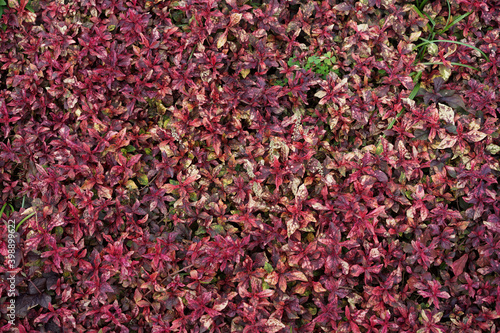 Red leaves in beautiful garden