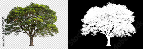 single tree on transparent picture background with clipping path