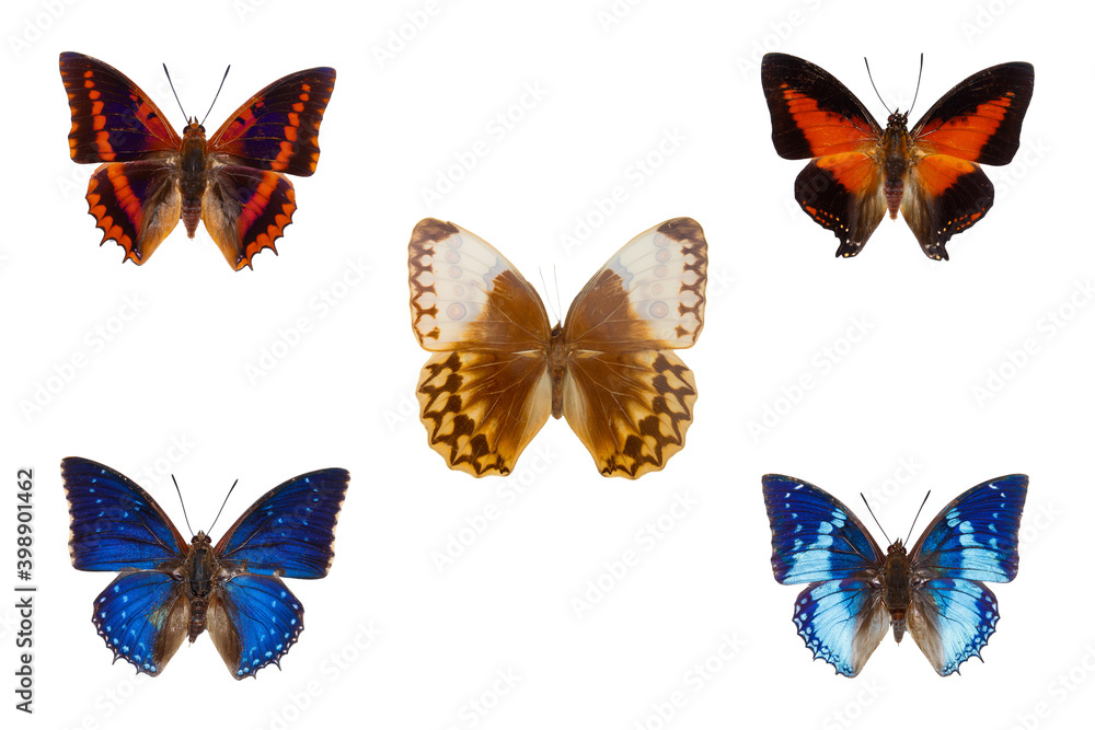 Set of five blue and orange tropical butterflies on white