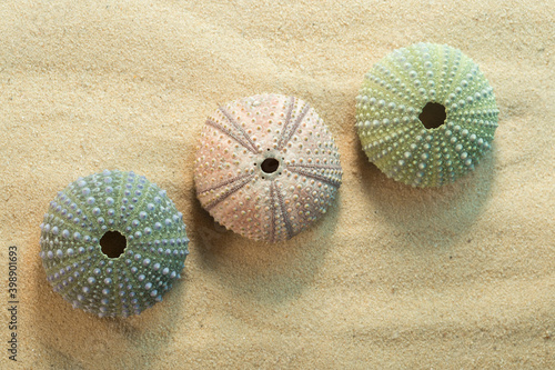 Schilderij op canvas Three green and pink black sea urchin shells, arbacia lixula on sand